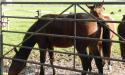 Visite du Haras de La Monnerie, 61240 La Genevraie image 9