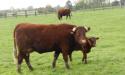 Visite du Haras de La Monnerie, 61240 La Genevraie image 15