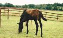 Visite du Haras de La Monnerie, 61240 La Genevraie image 29