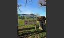 Visite de la Ferme AgroParisTech de Grignon image 9