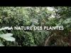 Embedded thumbnail for 06.05.V01 : vidéo Nature des plantes (Muséum National d&amp;#039;Histoire Naturelle) : Des feuilles parapluies