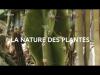 Embedded thumbnail for 06.05.V02 : vidéo Nature des plantes (Muséum National d&amp;#039;Histoire Naturelle) : Qui s&amp;#039;y frotte s&amp;#039;y pique